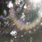 Cherry Blossoms, by Katharine Boyle